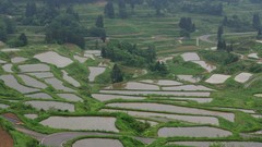 Landscapes Japan rice