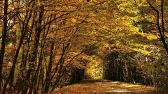 Landscapes leaves autumn forests