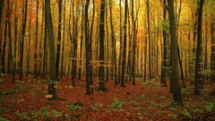 Landscapes leaves autumn forests
