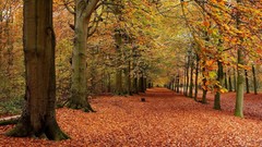 Landscapes leaves autumn forests