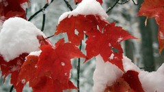 Landscapes leaves autumn forests