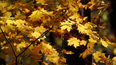 Landscapes leaves autumn forests