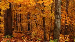 Landscapes leaves autumn forests