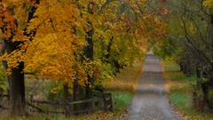 Landscapes leaves autumn forests
