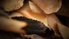 Landscapes leaves autumn forests