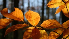 Landscapes leaves autumn forests