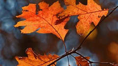 Landscapes leaves autumn forests