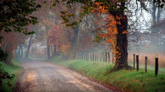 Landscapes leaves autumn forests