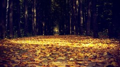 Landscapes leaves darkness nature autumn avenue