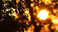 Landscapes leaves darkness nature sun bokeh