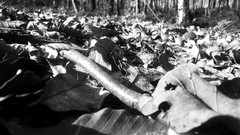 Landscapes leaves fallen leaves grayscale