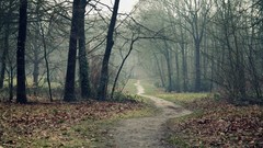Landscapes leaves fog nature autumn track Earth Wood