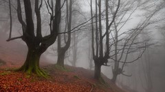 Landscapes leaves fog nature Trees autumn forests