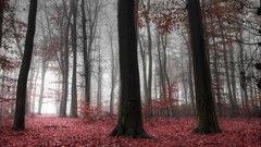 Landscapes leaves fog nature Trees dawn pink forests