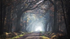 Landscapes leaves fog nature Trees grass autumn roads grove 