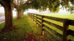 Landscapes leaves fog nature Trees grass red Green brown roads 