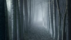 Landscapes leaves fog nature Trees gray dark trunks forests 