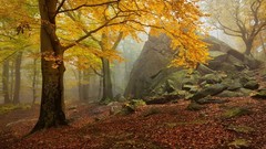 Landscapes leaves fog nature Trees yellow autumn forests dawning
