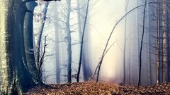 Landscapes leaves fog Trees forests
