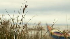 Landscapes leaves grass Boats Portugal rivers vehicles