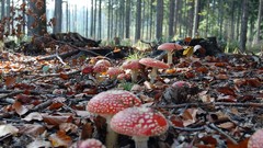 Landscapes leaves mushrooms fallen leaves