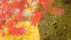 Landscapes leaves nature