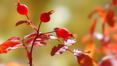 Landscapes leaves nature