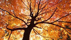 Landscapes leaves nature