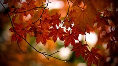 Landscapes leaves nature autumn