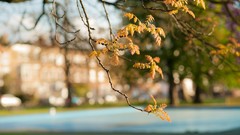 Landscapes leaves nature autumn branches