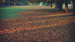 Landscapes leaves nature autumn Earth