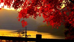 Landscapes leaves nature autumn maple-leaf