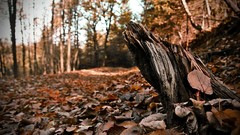 Landscapes leaves nature autumn oak