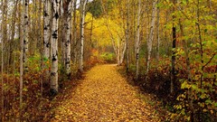 Landscapes leaves nature autumn roads forests