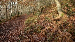 Landscapes leaves nature autumn Wood oak tracks