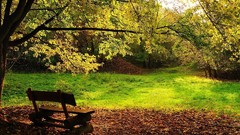 Landscapes leaves nature bench logs Wood
