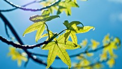 Landscapes leaves nature blue sky light Green spring young