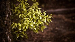 Landscapes leaves nature bushes tree trunk