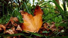 Landscapes leaves nature grass autumn Green