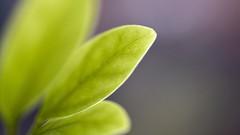 Landscapes leaves nature Green Plants blurred minimalistic