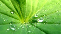 Landscapes leaves nature Green water drops
