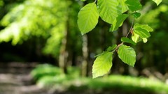 Landscapes leaves nature light Green spring young