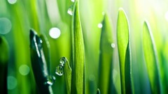 Landscapes leaves nature long skies