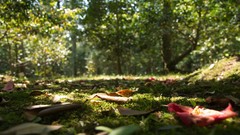 Landscapes leaves nature moss forests