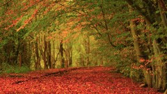 Landscapes leaves nature red autumn carpet Earth