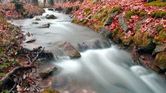Landscapes leaves nature red autumn Wood