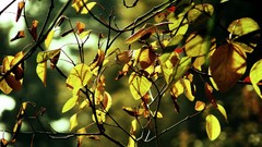 Landscapes leaves nature Trees