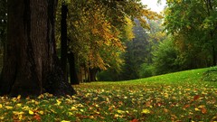 Landscapes leaves nature Trees autumn forests scenic fallen 
