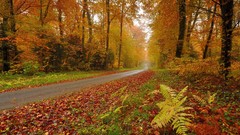 Landscapes leaves nature Trees autumn Green orange roads forests