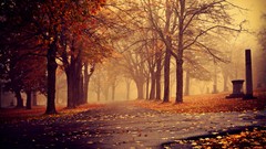 Landscapes leaves nature Trees autumn mist